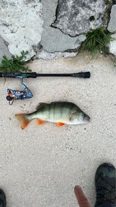 European Perch