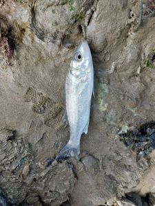 European Bass (Seabass)