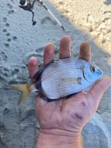 Common Two-banded Seabream