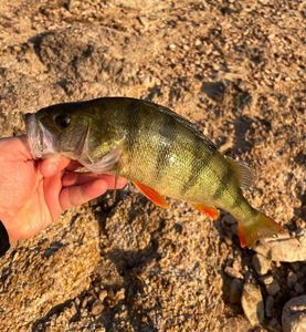 European Perch