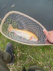 Rainbow Trout