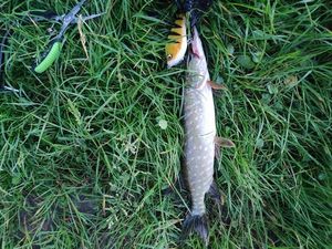 Northern Pike