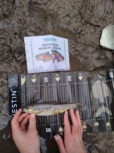 Brown Trout