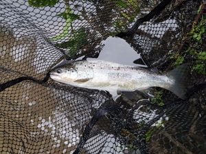 Brown Trout