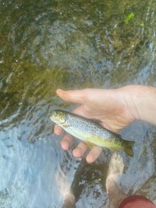 Brown Trout