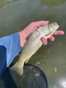 Brown Trout