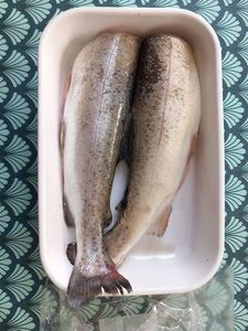 Rainbow Trout