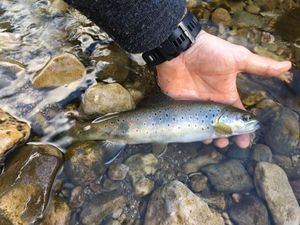 Brown Trout