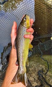 Brown Trout