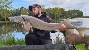 Siberian Sturgeon