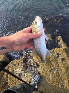 European Bass (Seabass)