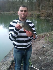 European Perch