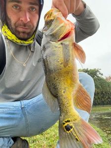 Peacock Bass ( Monoculus)