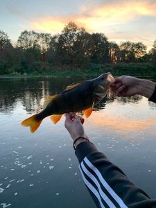 European Perch