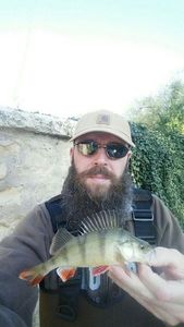 European Perch caught by Nicolas Brout