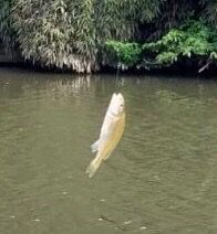 Golden Perch