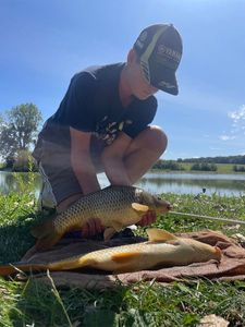 Common Carp