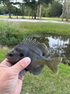 Bluegill