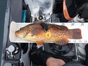 Ballan Wrasse