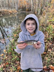Common shiner