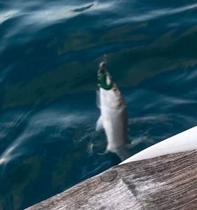 Spotted Seabass