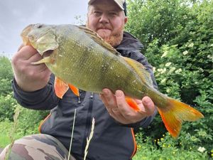 European Perch