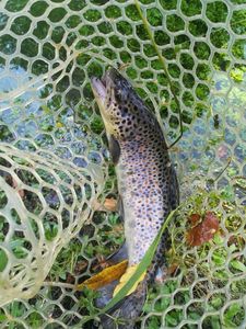 Brown Trout