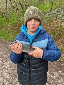 Brown Trout