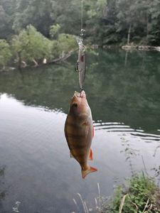 European Perch