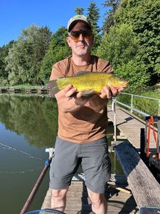 Tench