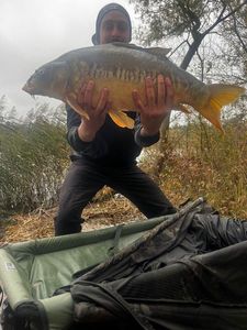 Mirror Carp