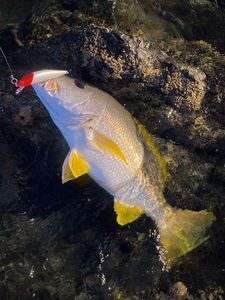 One-spot snapper