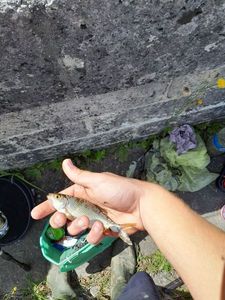 Roach