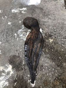 Common Octopus