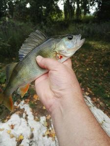 European Perch