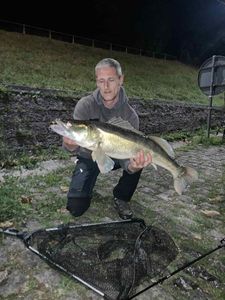 Zander