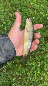 Brown Trout