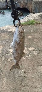 Bluefish