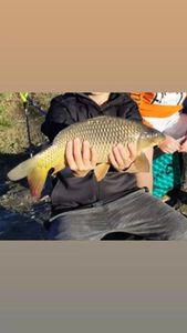 Common Carp