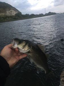 European Bass (Seabass)