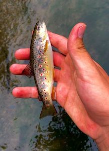 Brown Trout