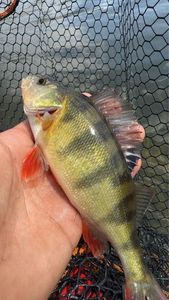 European Perch