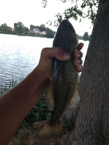 Smallmouth Bass