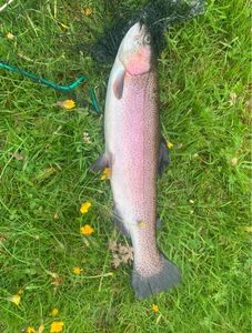 Rainbow Trout