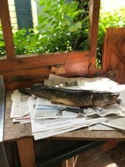 Northern Pike