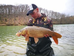 Common Carp