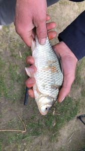 Crucian Carp