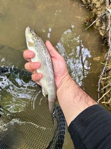 Brown Trout