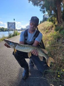 Northern Pike