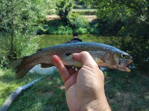 Rainbow Trout